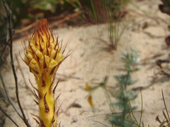Orobanche densiflora