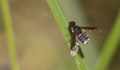 Chrysanthrax semilugens