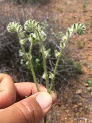 Cryptantha barbigera