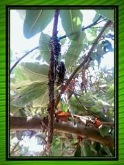 Rhionaeschna jalapensis