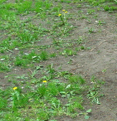 Taraxacum officinale