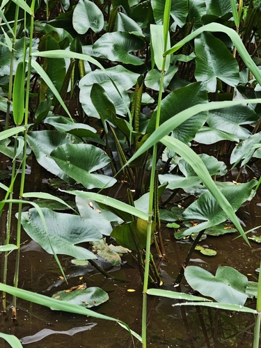 Nuphar japonica, photograph 5
