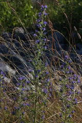 Echium vulgare
