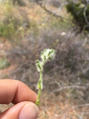 Cryptantha barbigera