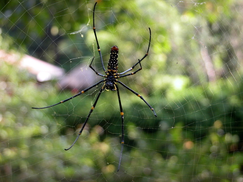Giant Golden Orbweaver photo 6