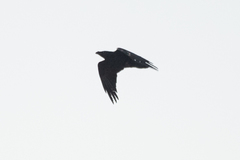 Corvus corax