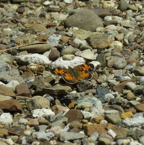 Pearl Crescent photographed in Ohio