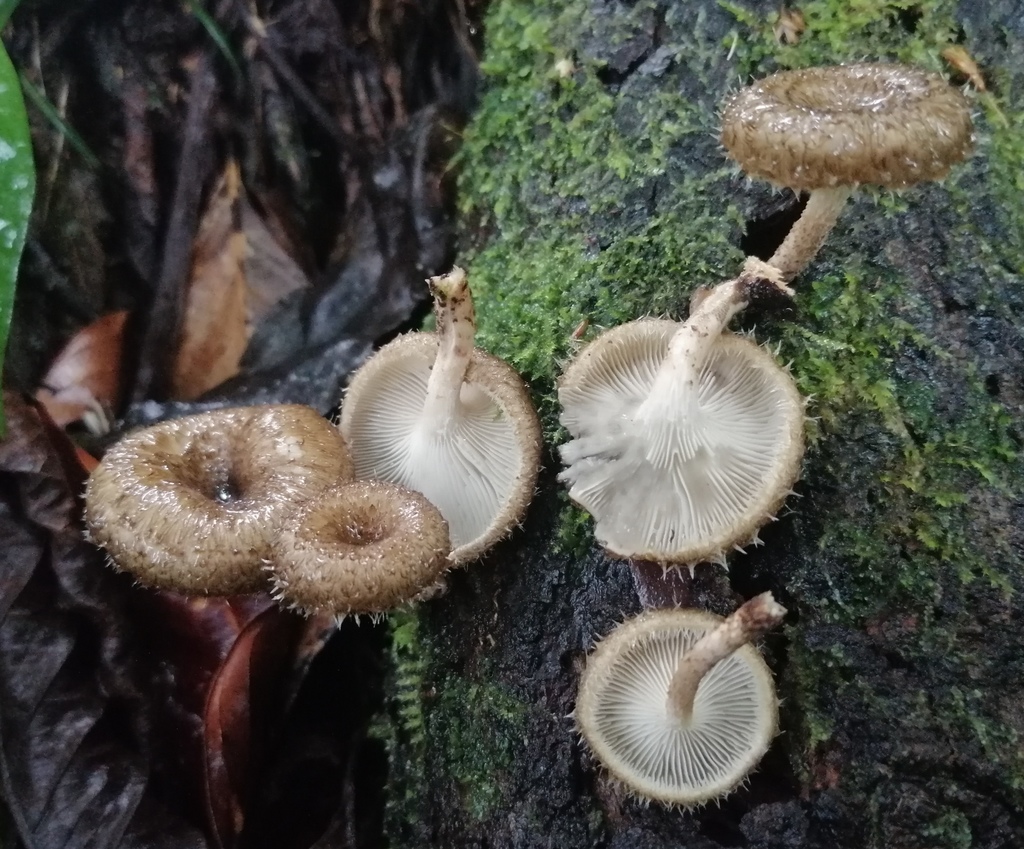 Lentinus crinitus · March 2020 · photo: © heimatlos (iNaturalist, cc0)