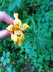 Lilium michiganense