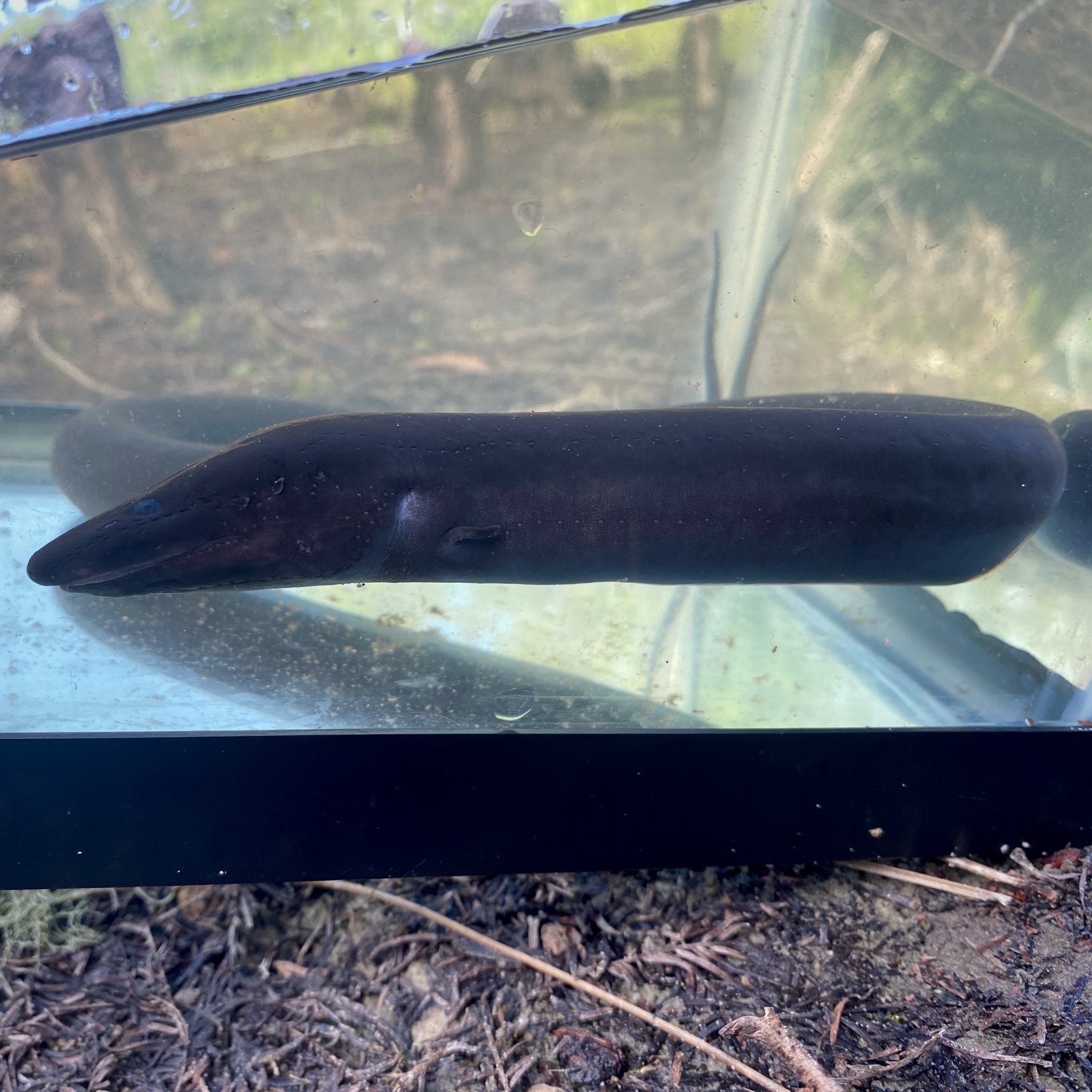 Amphiuma means Garden, 1821