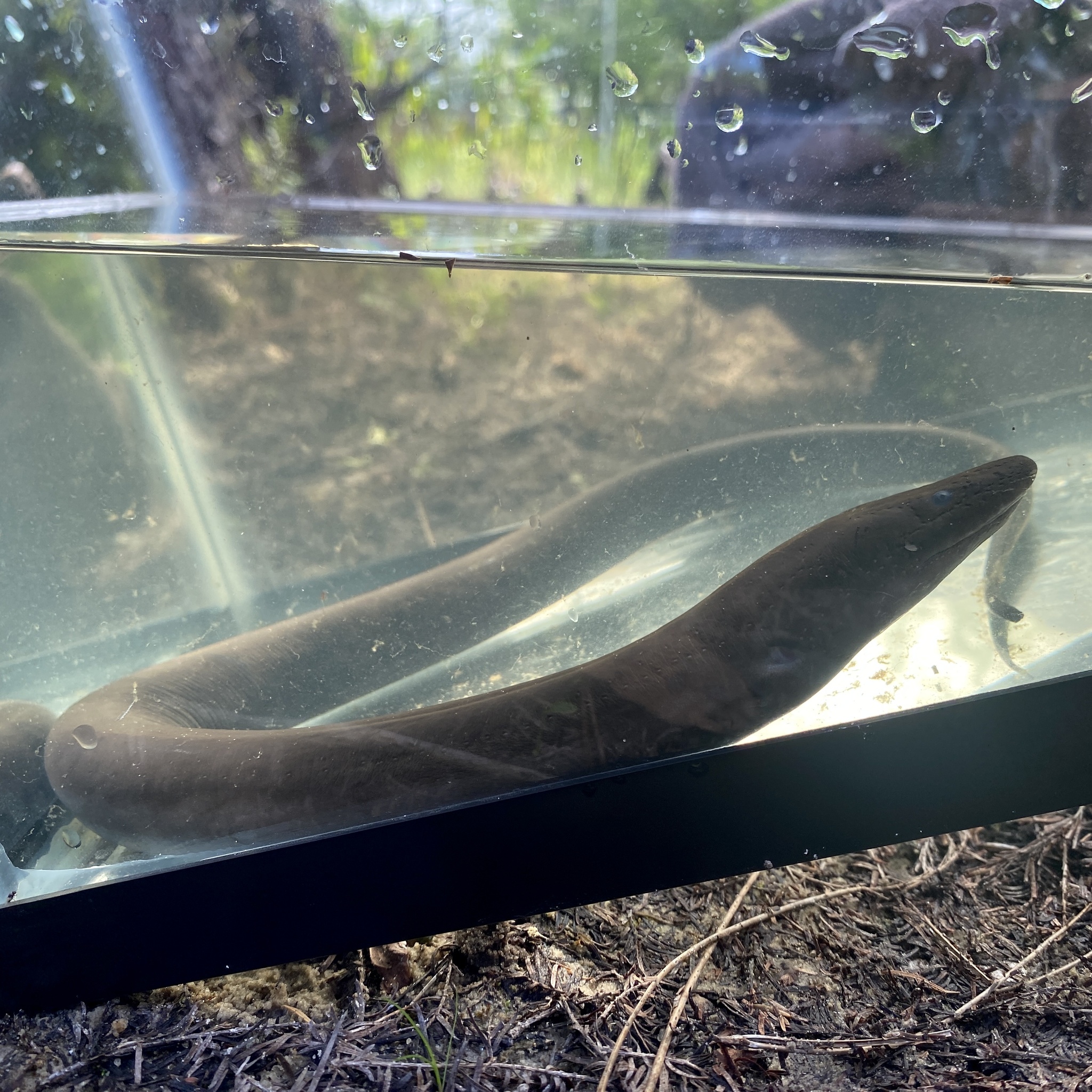Amphiuma means Garden, 1821