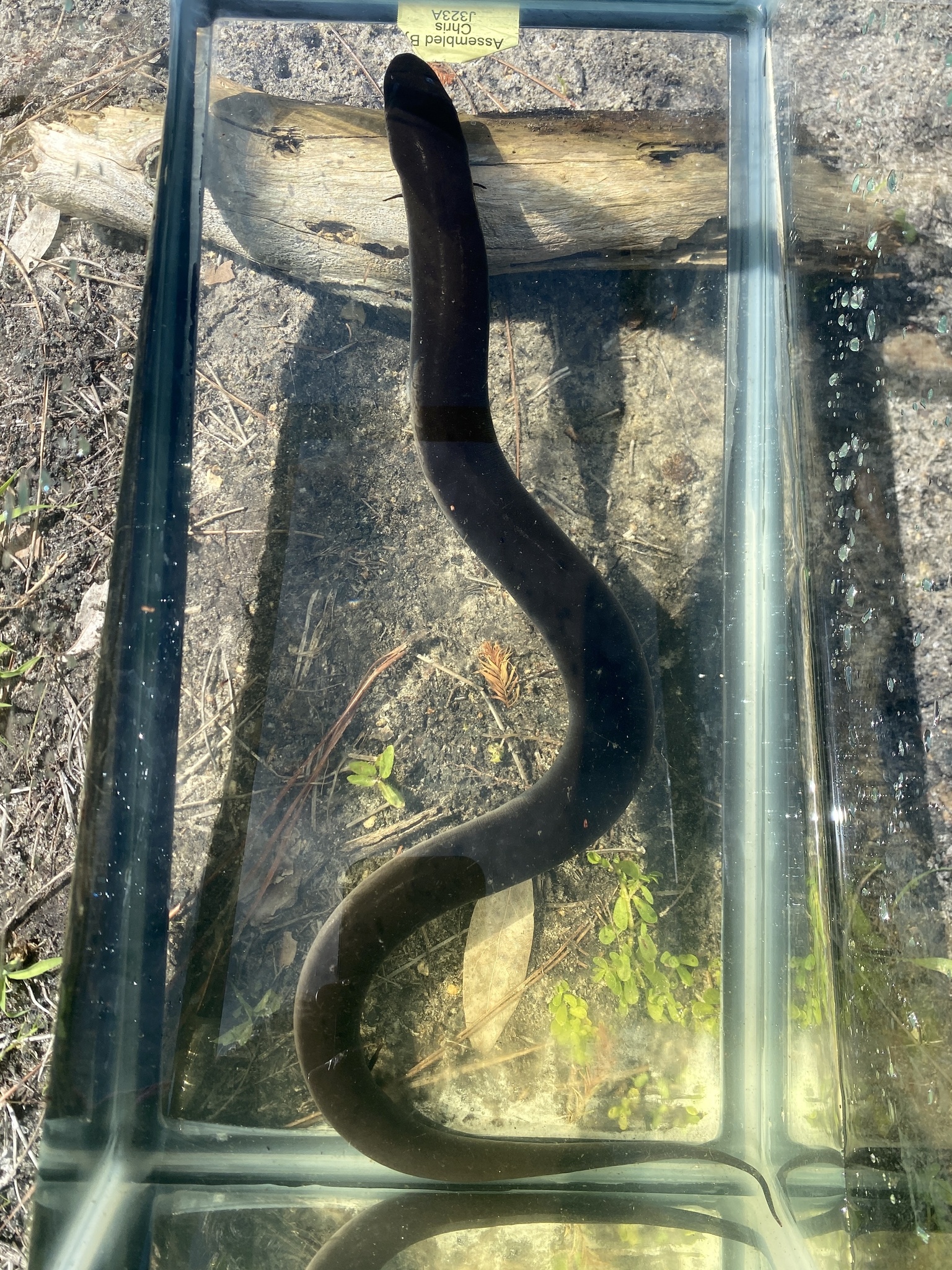 Amphiuma means Garden, 1821