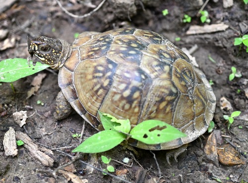 Three-toed Box Turtle