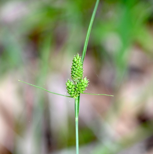 Hirsute sedge (Carex complanata)