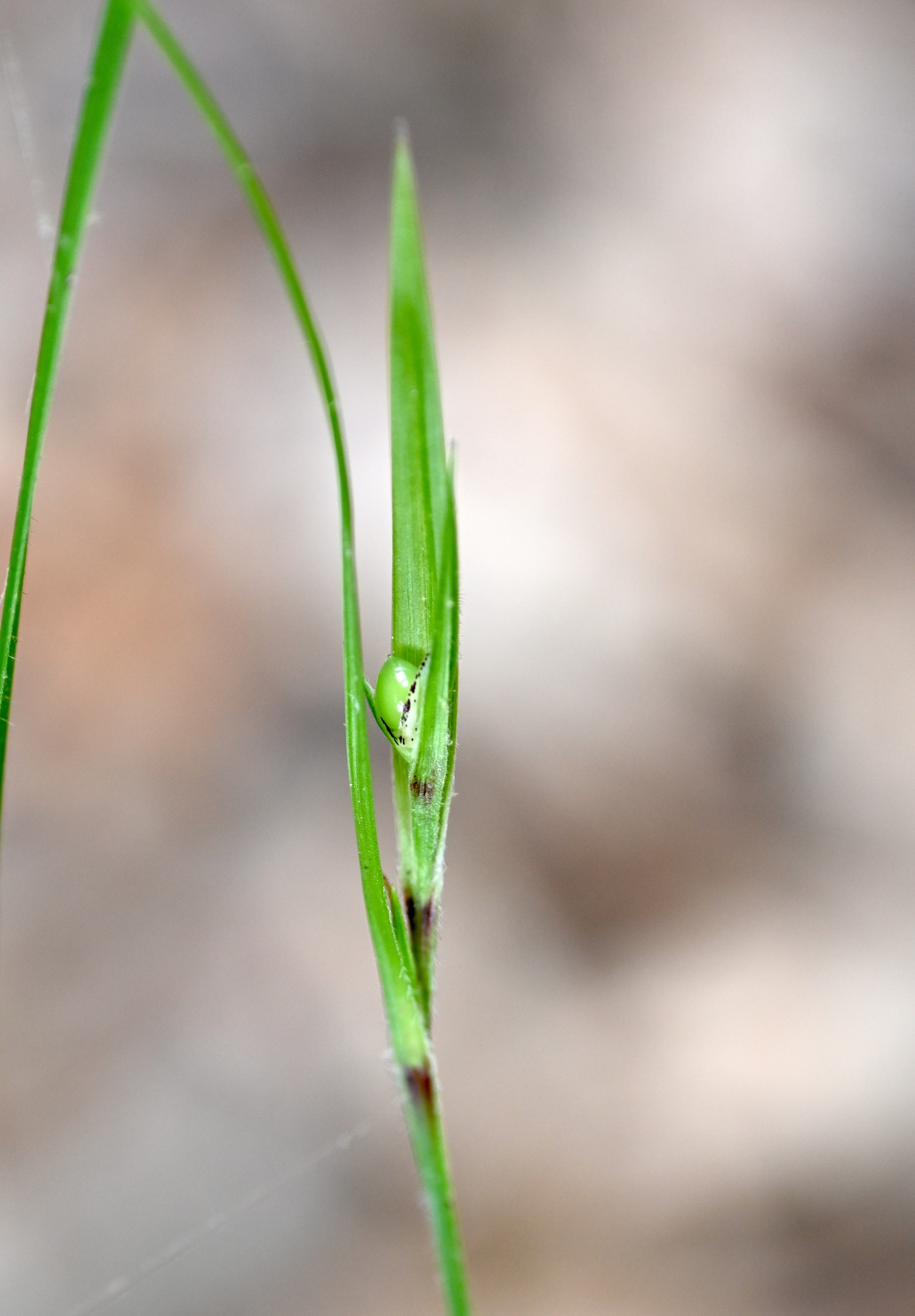 Imagem de Scleria oligantha