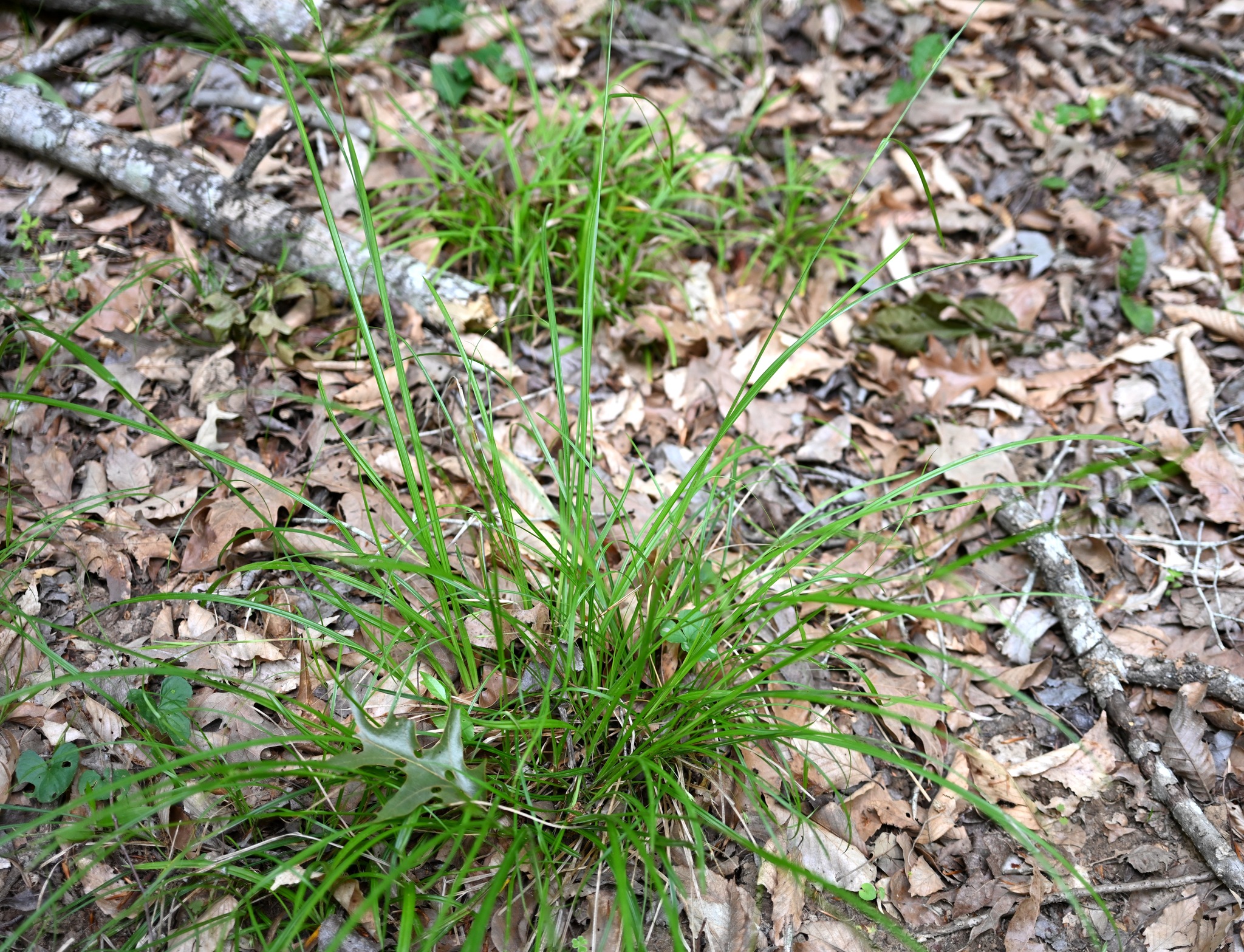 Imagem de Scleria oligantha