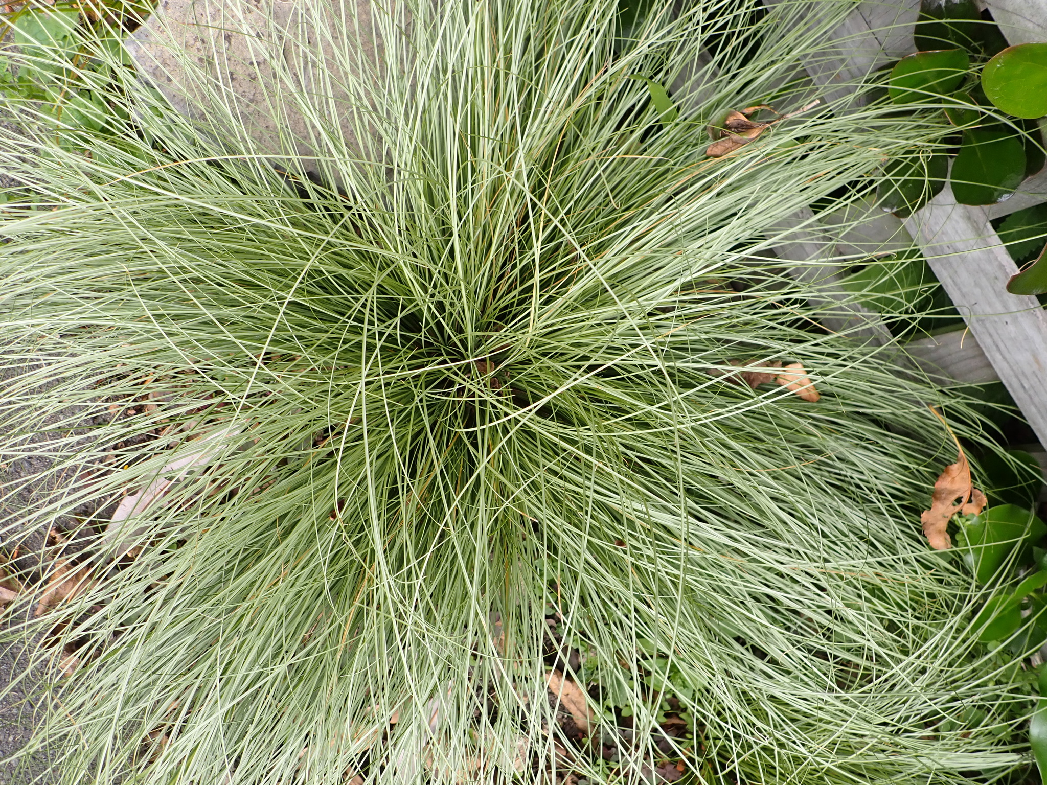 Imagem de Carex comans