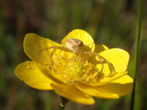 iNaturalist observation photo of Misumenini