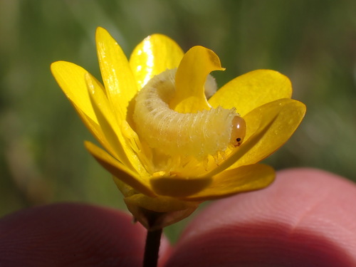 iNaturalist observation photo of Typical Sawflies