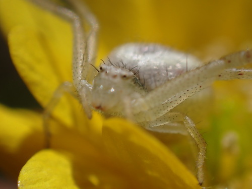iNaturalist observation photo of Mecaphesa