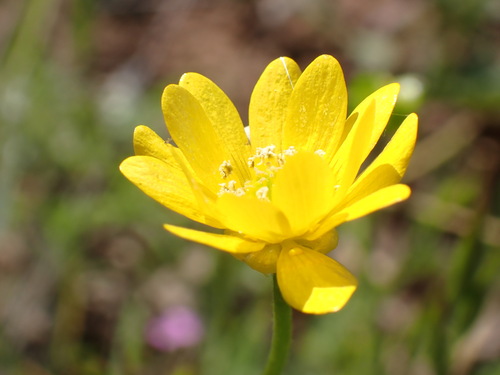 iNaturalist observation photo of California buttercup