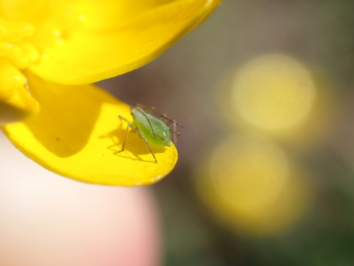 iNaturalist observation photo of Macrosiphini