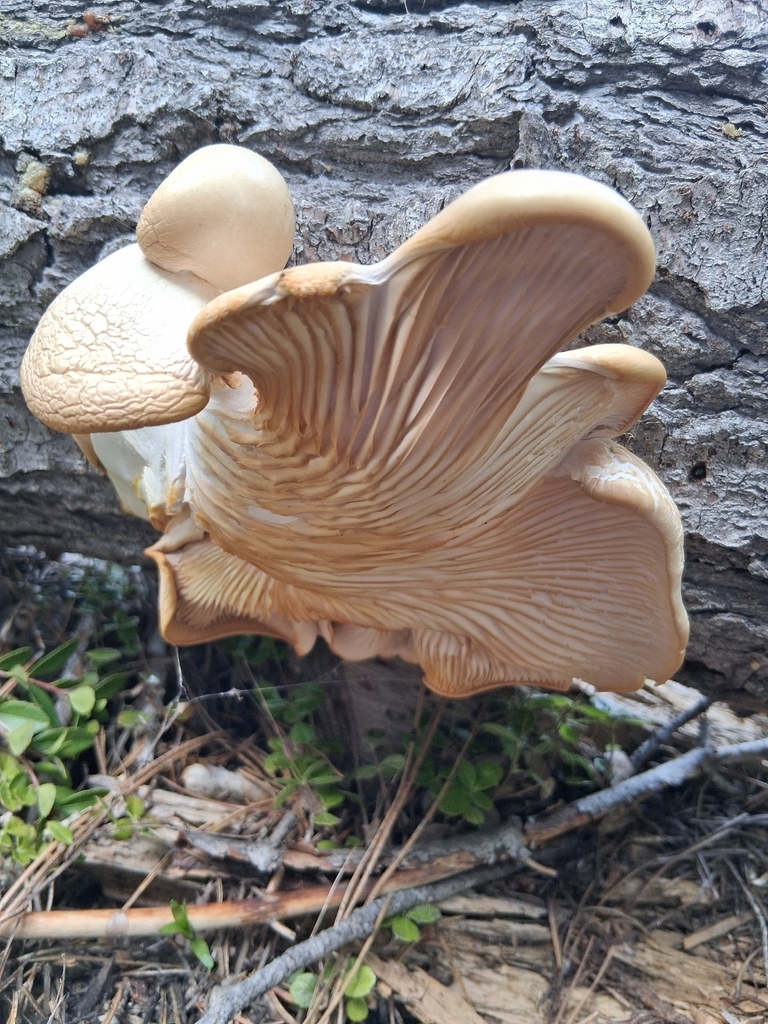 Pleurotus ostreatus · April 2026 · photo: © mrs_mushi (iNaturalist, cc-by)