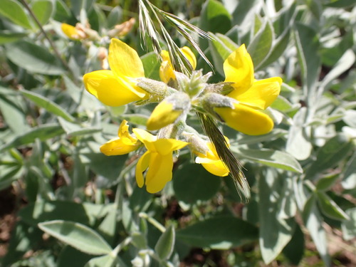 iNaturalist observation photo of California goldenbanner