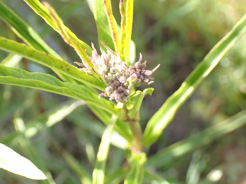 iNaturalist observation photo of narrowleaf milkweed