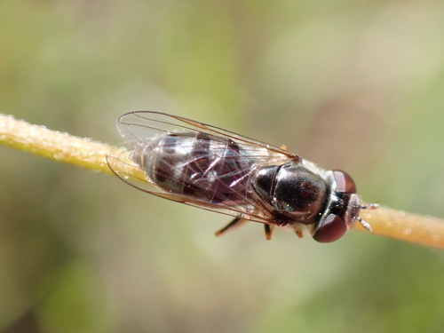 iNaturalist observation photo of Sedgesitters