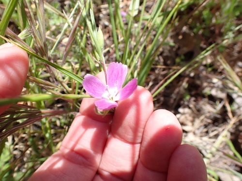 iNaturalist observation photo of Winecup Clarkia