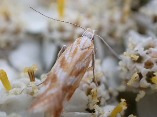 iNaturalist observation photo of Mirificarma eburnella