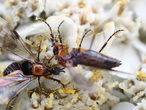 iNaturalist observation photo of Dilophus strigilatus