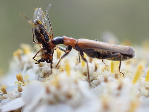 iNaturalist observation photo of Dichelotarsus cavicollis
