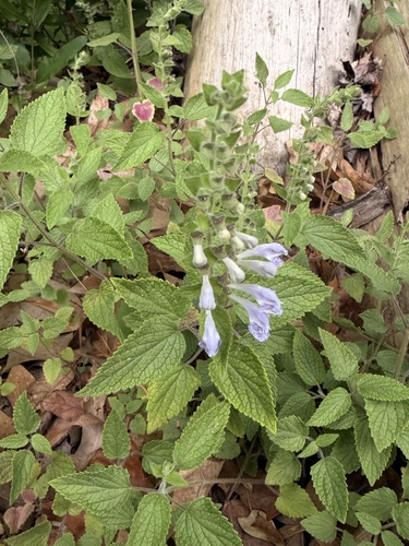 Heart-leaved Skullcap