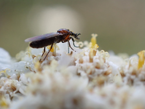 iNaturalist observation photo of Dilophus strigilatus