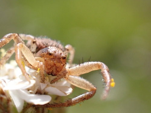 iNaturalist observation photo of Ground Crab Spiders