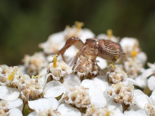 iNaturalist observation photo of Ground Crab Spiders