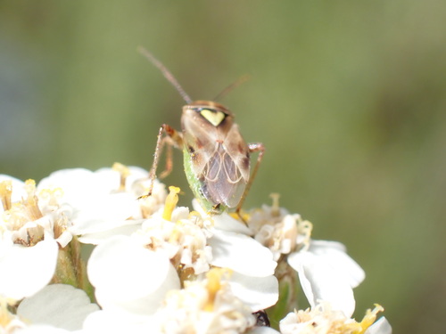 iNaturalist observation photo of Mirini