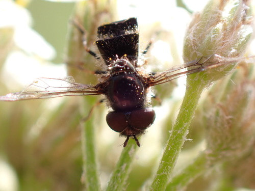 iNaturalist observation photo of Typical Hover Flies