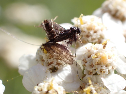 iNaturalist observation photo of Adela flammeusella