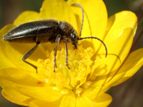 iNaturalist observation photo of Brachysomida californica