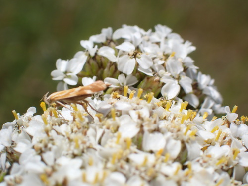 iNaturalist observation photo of Mirificarma eburnella