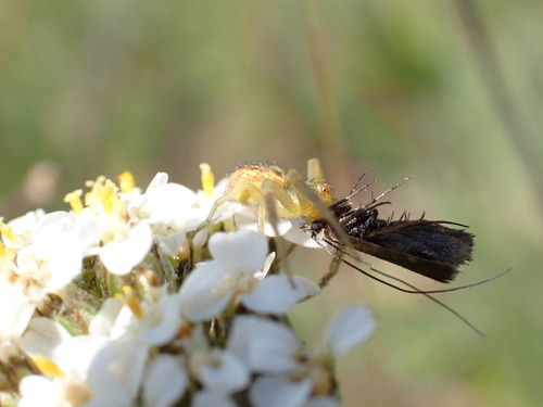 iNaturalist observation photo of Crab Spiders