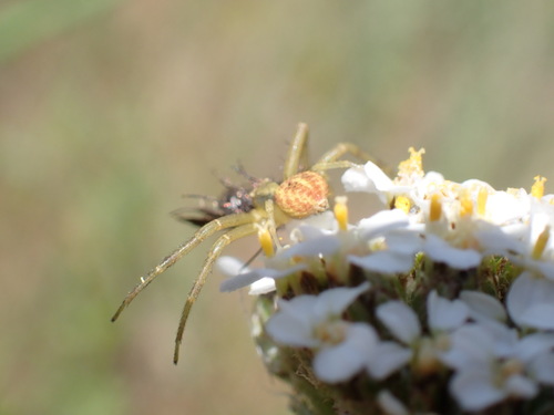 iNaturalist observation photo of Misumenini