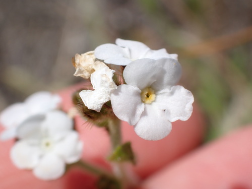 iNaturalist observation photo of Rusty Popcornflower