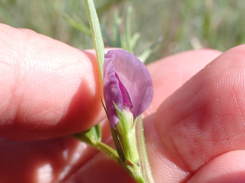 iNaturalist observation photo of Common Vetch