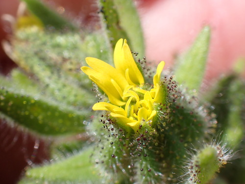 iNaturalist observation photo of grassy tarweed