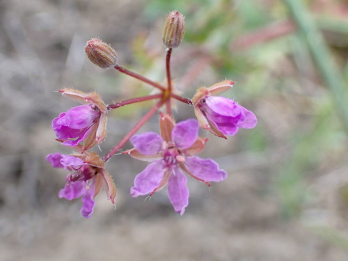 iNaturalist observation photo of Redstem Stork's-bill