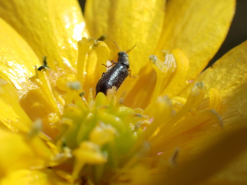 iNaturalist observation photo of Dasytinae